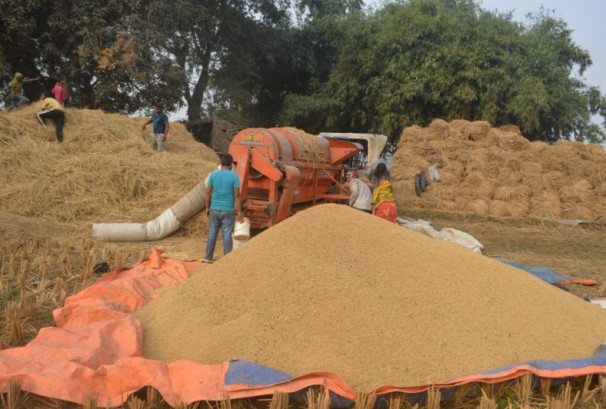 असोज १७ देखि २० सम्म बाली नकाट्न कृषकलाई अलर्ट
