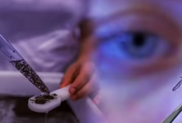 ब्राजिलमा घोडाको रगत खुवाएर उत्पादन गरिन्छ करोडौं लामखुट्टे , के होला कारण ?