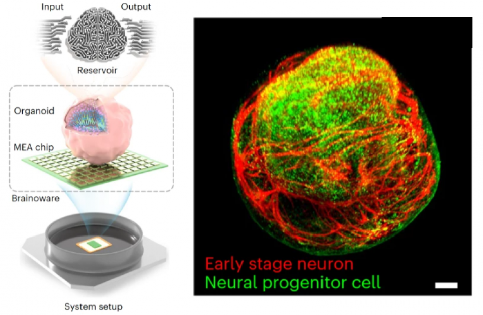 स्विट्जरल्याण्डमा मानव न्युरोनबाट कम्प्युटर निर्माण, ऊर्जा दक्षतामा अद्भुत सफलता