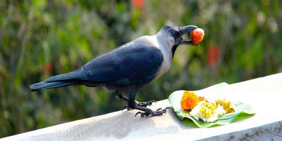 यमपञ्चक सुरु , आज काग तिहार