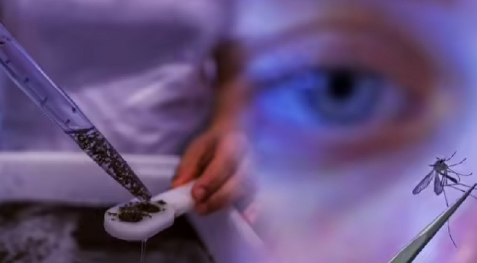 ब्राजिलमा घोडाको रगत खुवाएर उत्पादन गरिन्छ करोडौं लामखुट्टे , के होला कारण ?