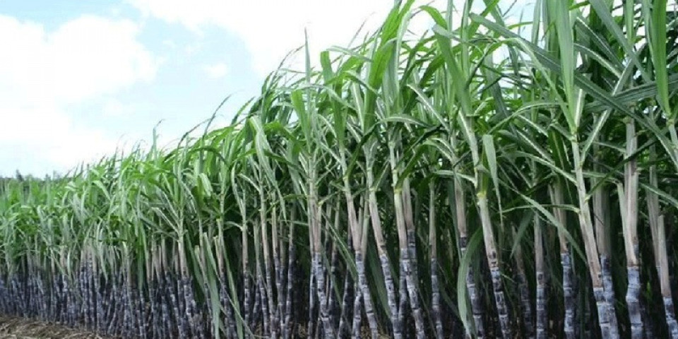 सरकारद्वारा उखुको न्यूनतम खरिद मूल्य ६२० रुपैयाँ निर्धारण